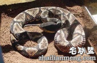 曾被五步蛇咬过的蛇王小伙竟养3万条蛇  蛇是否属肉食性动物？