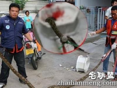 男子上厕所被一条大蟒蛇紧紧咬住了下体 惨叫声不断！