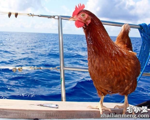 奇葩！法国小伙带只母鸡环游世界 只为吃上鸡蛋