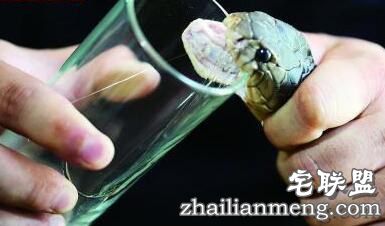 曾被五步蛇咬过的蛇王小伙竟养3万条蛇  蛇是否属肉食性动物？