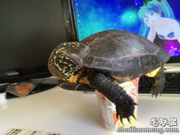 乌龟蛋好吃么？乌龟每年产十几颗蛋给主人煎了吃