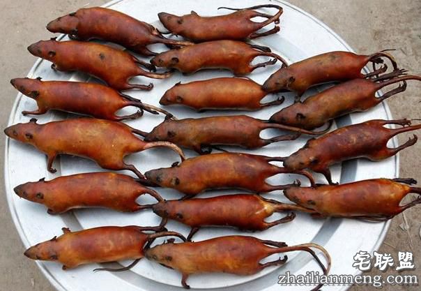 越南民俗:偏爱老鼠肉 网友:口味太重受不了了