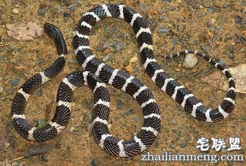 曾被五步蛇咬过的蛇王小伙竟养3万条蛇  蛇是否属肉食性动物？