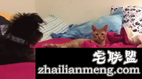 精选gif图：好阴险呀！这种行为会被鄙视的！