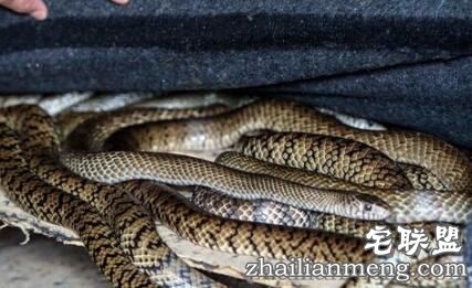 曾被五步蛇咬过的蛇王小伙竟养3万条蛇  蛇是否属肉食性动物？