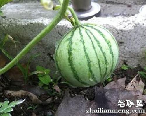 现在大学宿舍流行男生种黄瓜女生种西瓜