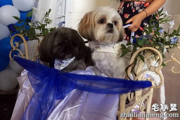 英国女子花1.7万元为狗办婚礼