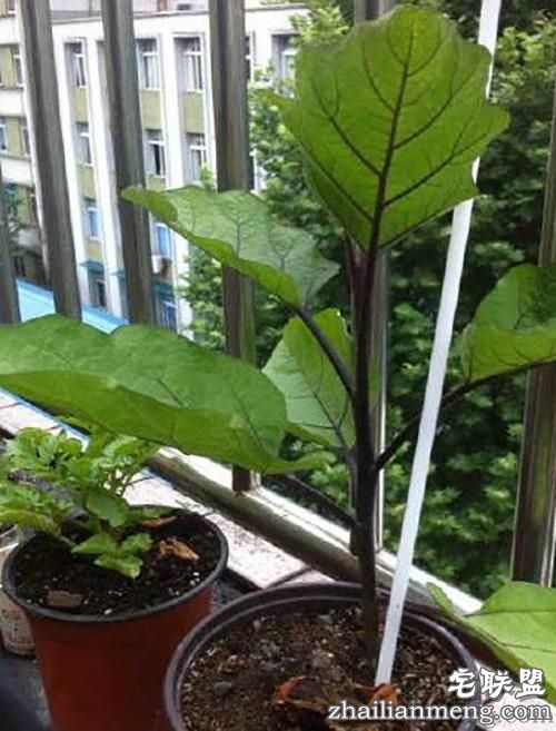 现在大学宿舍流行男生种黄瓜女生种西瓜