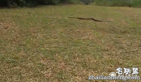 霸气四溅!这女人瞬间拿下两米长蛇