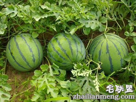 不知道这些，你好意思自称“吃瓜群众”吗？