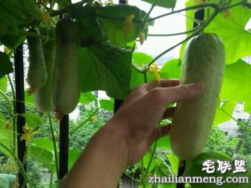 现在大学宿舍流行男生种黄瓜女生种西瓜