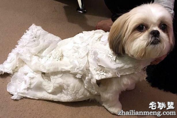 英国女子花1.7万元为狗办婚礼