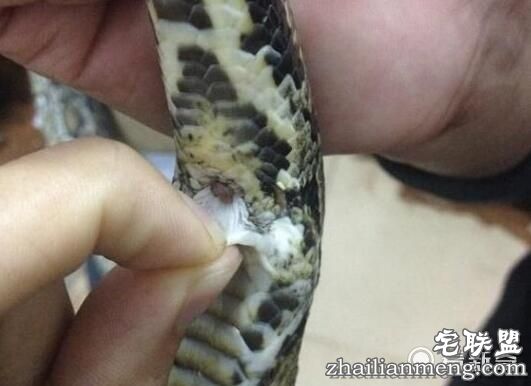 男子被蟒蛇咬住命根