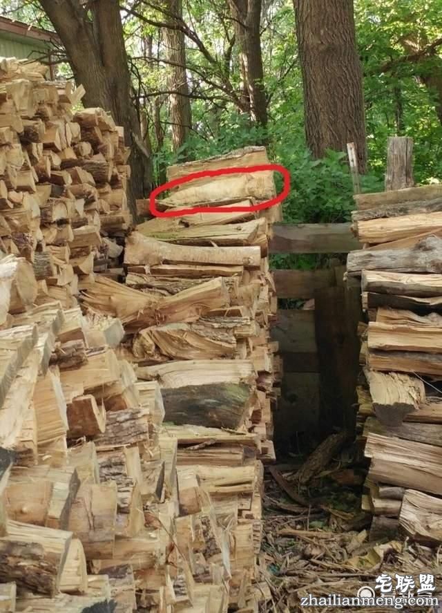 猫奴指数测试，在画面中找出主子！