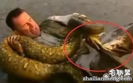 男子被蟒蛇咬住命根