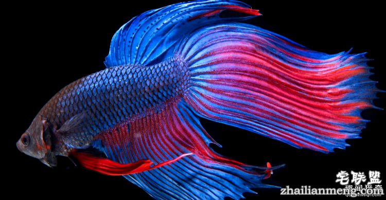 世界上最多彩的动物，看到最后的毛毛虫我炸了