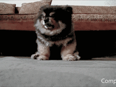 对于汪星人来说，能睡觉的地方就都是床！