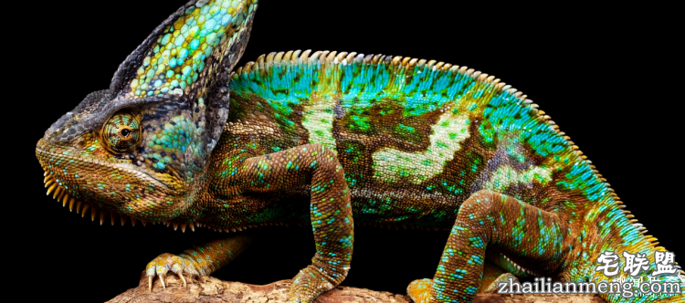 世界上最多彩的动物，看到最后的毛毛虫我炸了