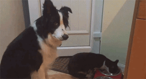 汪星人在猫咪面前怂出新高度,被抢了狗盆竟然...