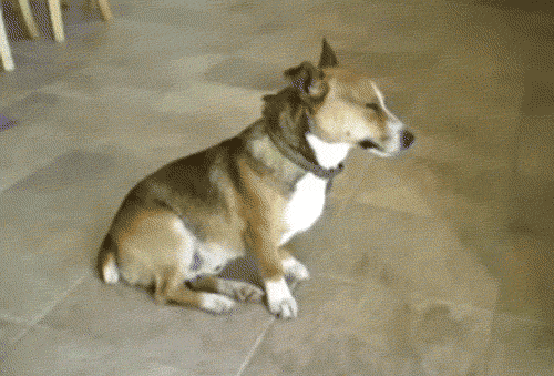 对于汪星人来说，能睡觉的地方就都是床！