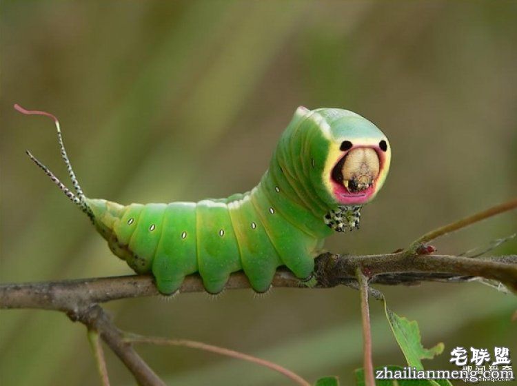 世界上最多彩的动物，看到最后的毛毛虫我炸了