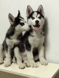 同时养好几只狗狗是一种怎样的体验？你太天真了