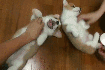 同时养好几只狗狗是一种怎样的体验？你太天真了