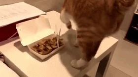 关于猫咪和臭豆腐的搞笑gif<a href=/neihan/dongtaitupian/ target=_blank class=infotextkey>动态图片</a>