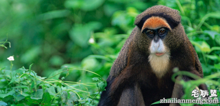 世界上最多彩的动物，看到最后的毛毛虫我炸了