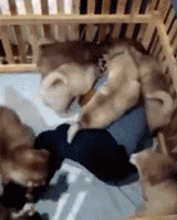 同时养好几只狗狗是一种怎样的体验？你太天真了