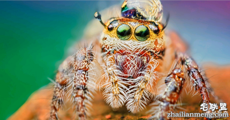 世界上最多彩的动物，看到最后的毛毛虫我炸了