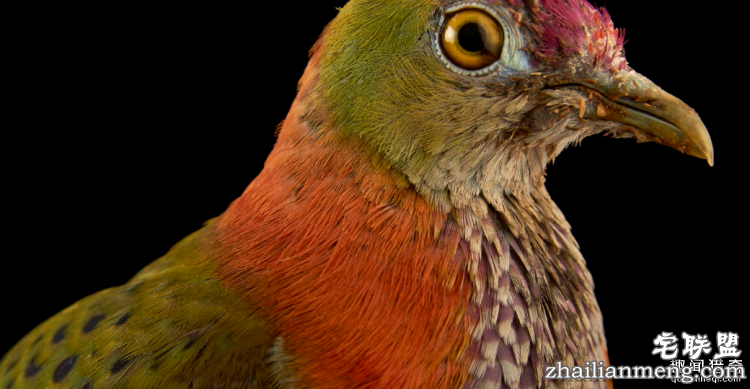 世界上最多彩的动物，看到最后的毛毛虫我炸了