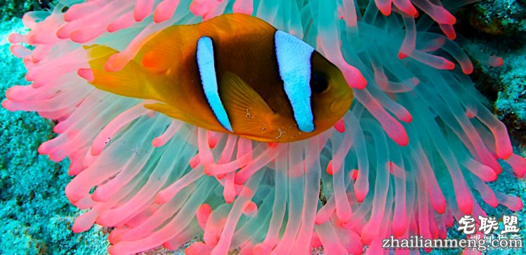 世界上最多彩的动物，看到最后的毛毛虫我炸了