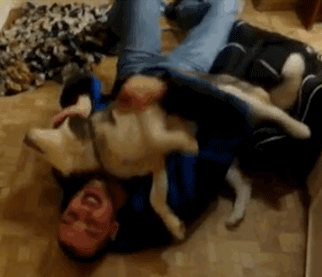 狗狗这十种暴力示爱方式，哪种让你最感动？