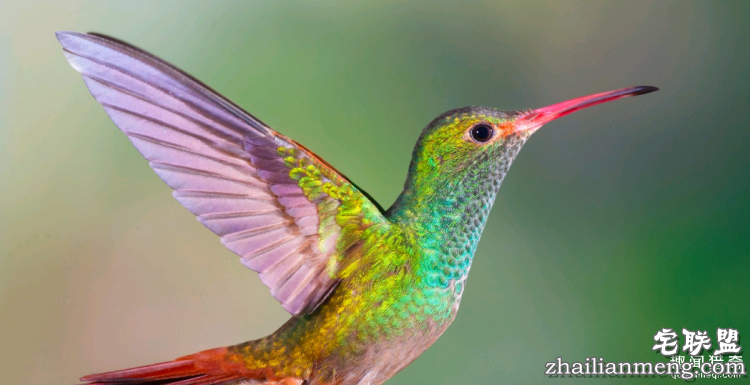 世界上最多彩的动物，看到最后的毛毛虫我炸了