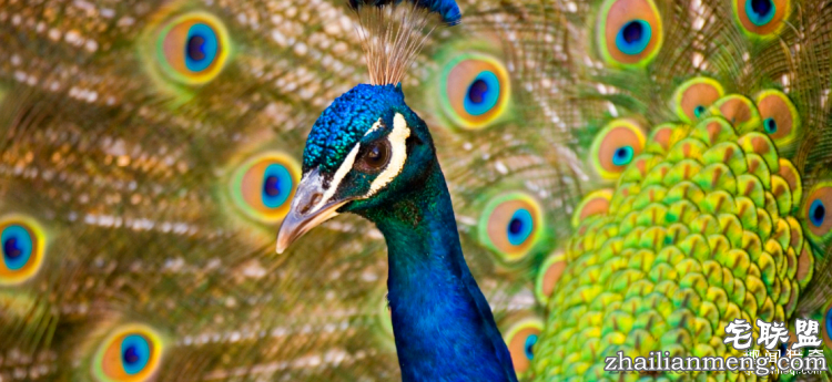 世界上最多彩的动物，看到最后的毛毛虫我炸了