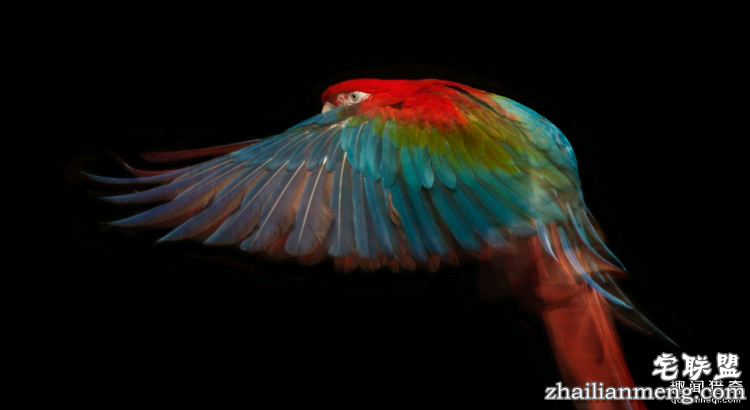 世界上最多彩的动物，看到最后的毛毛虫我炸了