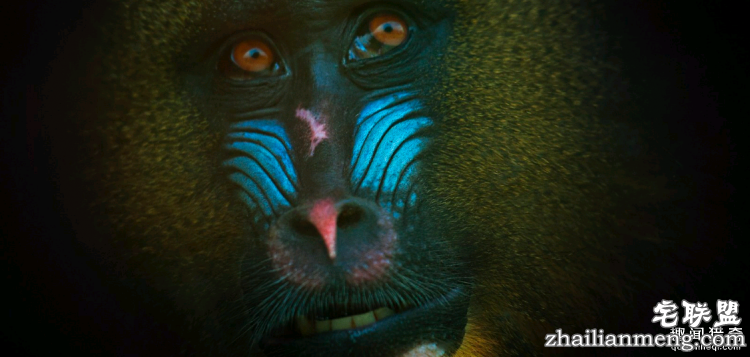 世界上最多彩的动物，看到最后的毛毛虫我炸了