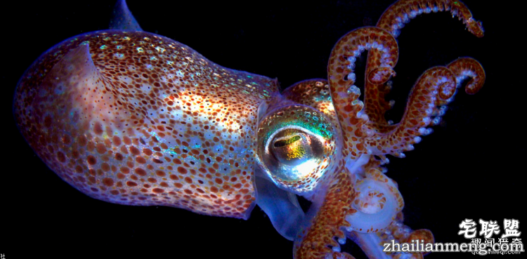 世界上最多彩的动物，看到最后的毛毛虫我炸了