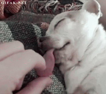 对于汪星人来说，能睡觉的地方就都是床！