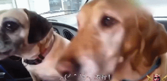 两只汪一起吃冰淇淋，结果…大金毛你太坏啦！