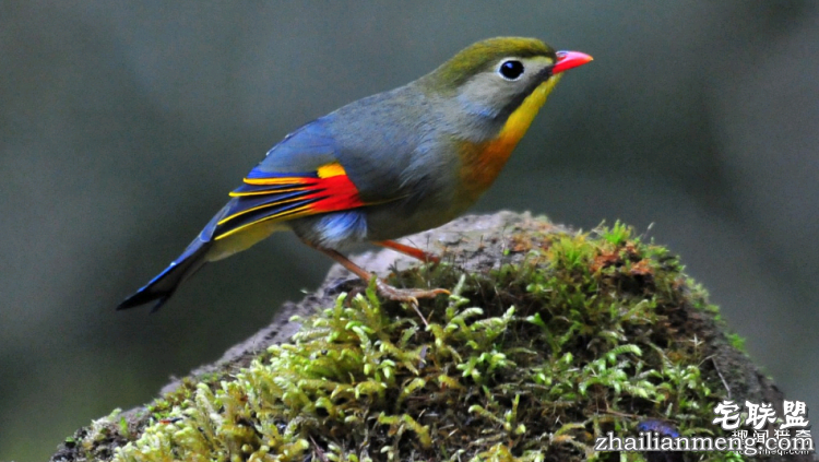 世界上最多彩的动物，看到最后的毛毛虫我炸了