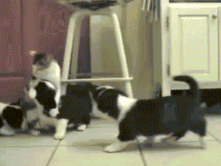 同时养好几只狗狗是一种怎样的体验？你太天真了