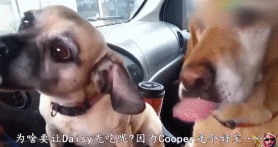 两只汪一起吃冰淇淋，结果…大金毛你太坏啦！