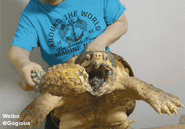 搞笑强：姑娘看样你需要个男人来照顾你了