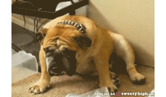 对于汪星人来说，能睡觉的地方就都是床！