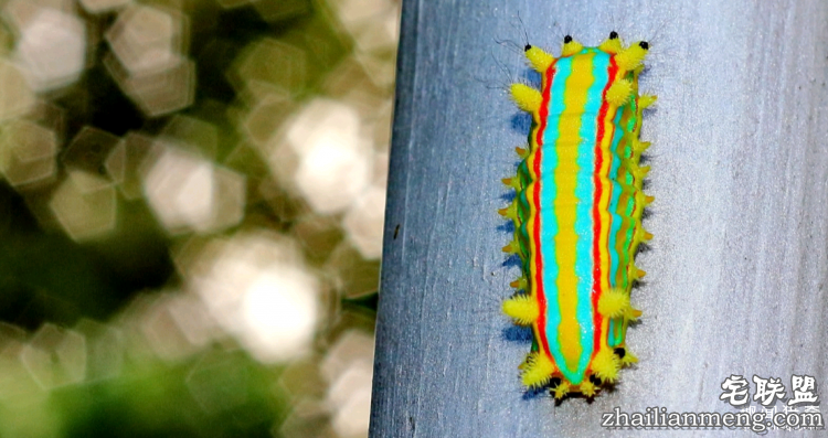 世界上最多彩的动物，看到最后的毛毛虫我炸了