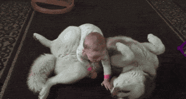 对于汪星人来说，能睡觉的地方就都是床！