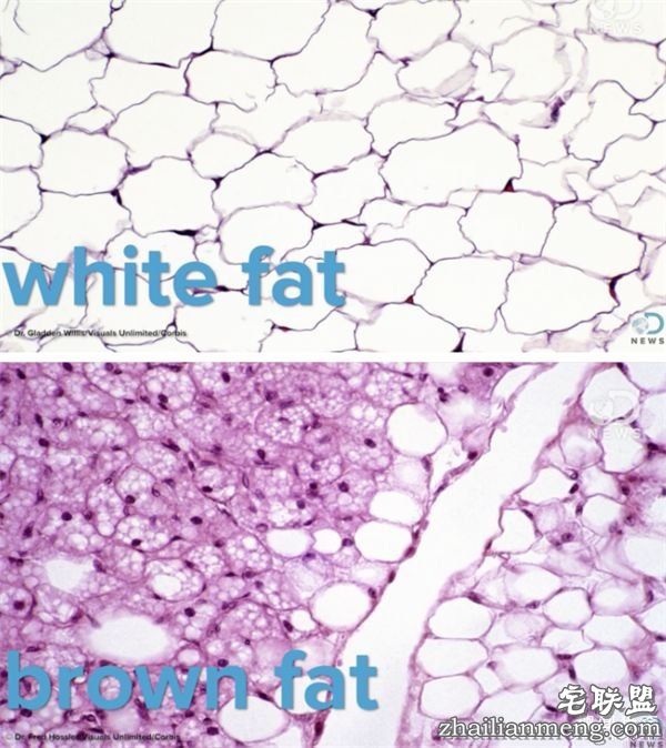 科学已经证实了“只要你睡觉吹冷气”就能瘦身，而且这么做的人还会活得比较长--趣味说