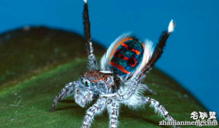 世界上最多彩的动物，看到最后的毛毛虫我炸了